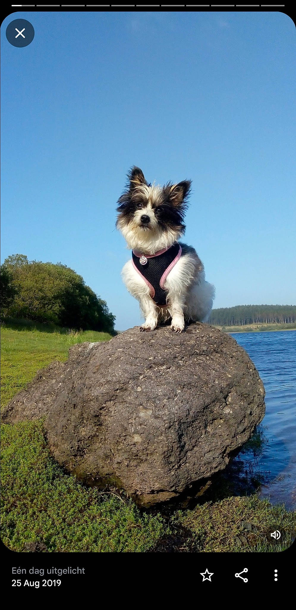 Chica is registered to the contest to win money with this photo: canidae, carnivore, companion_dog, dog, dog_breed, fawn, grass, lake, ocean, plant, rock, sky, small_terrier, snout, sporting_group, tail, terrier, toy_dog, tree, water
