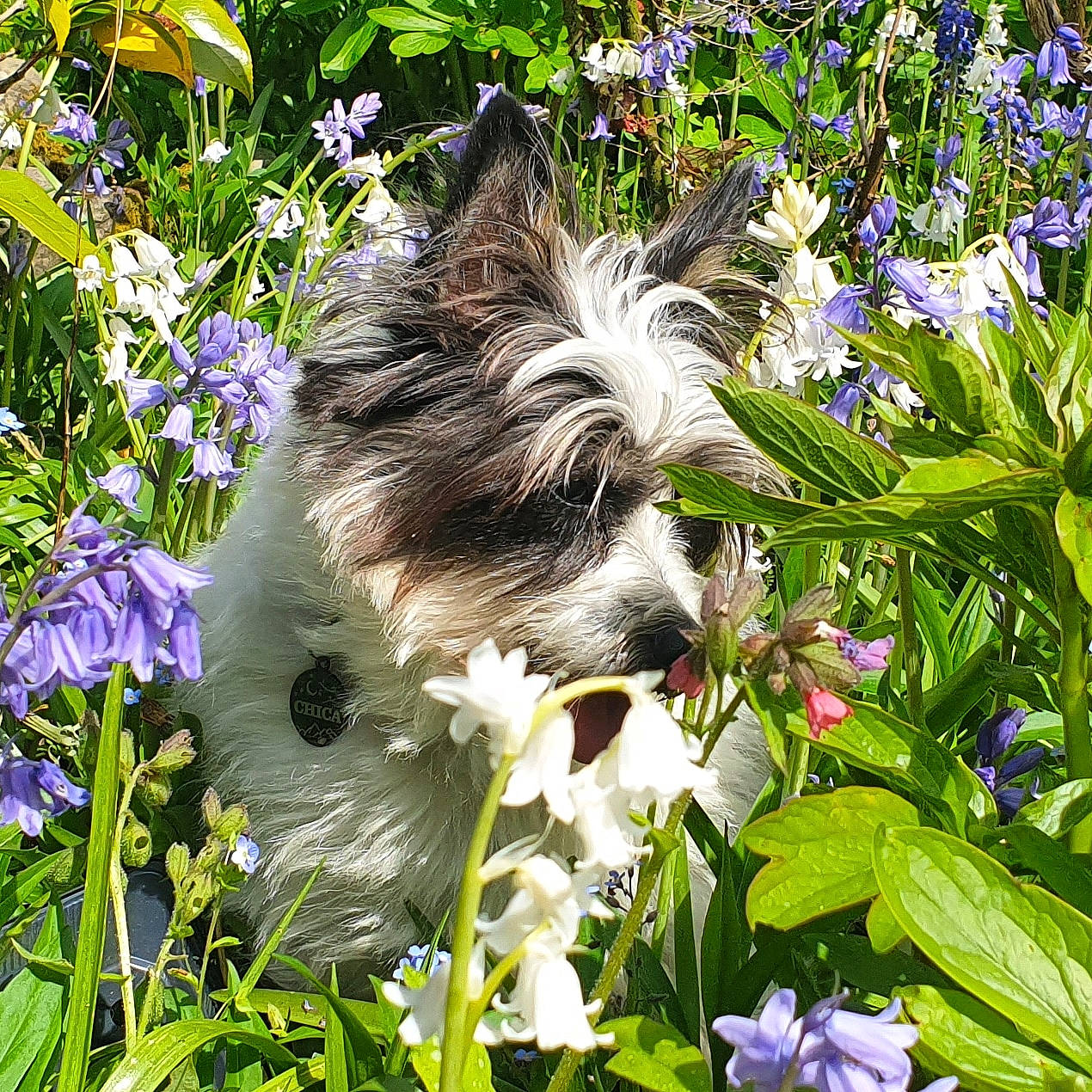 Chica is registered to the contest to win money with this photo: annual_plant, botany, companion_dog, dog, flower, flowering_plant, garden, gardening, grass, groundcover, herb, petal, plant, shrub, spring, terrestrial_plant, toy_dog, vegetation, wildflower, working_animal