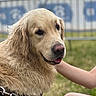 animal, background_blur, canine, closeup, daylight, dog, ears, friendly, fur, golden_retriever, grass, hand, happy, leash, muzzle, nature, outdoor, person, pet, portrait