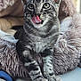 animal, bed, cat, closeup, cute, expression, eyes, feline, fluffy, fur, indoor, kitten, licking, paws, pet, resting, soft, tabby, whiskers, young