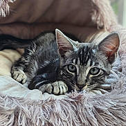 Lenny is registered to the contest to win money with this photo: alert, animal, cat, close_up, cozy, cute, cute_pet, ears, feline, fluffy, fur, indoor, kitten, paws, pet_bed, relaxed, resting, soft_texture, tabby, whiskers