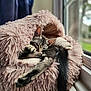 animal, cat, cozy, curled_up, cute, domestic_cat, fluffy, fur, home, indoor, mammal, paw, pet_bed, pink, relaxation, resting, sleepy, soft, tabby_cat, window