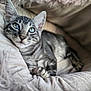animal, blue_eyes, cat, closeup, cozy, cute, domestic_cat, feline, fluffy_blanket, gray_tabby, indoor, kitten, laying_down, paws, pet, portrait, relaxed, soft_texture, whiskers, young_cat