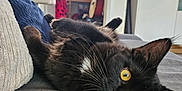 Ricky joined the competition — help win amazing prizes! animal, black_cat, cat, couch, cozy, curious, cute, domestic_cat, fur, furniture, guitar, home, indoor, lying_down, pet, pillows, relaxed, whiskers, window, yellow_eyes