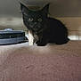 animal, black_kitten, carpet, cat, curious, cute, domestic, ears, fur, furniture, home, indoor, pet, playful, robot_vacuum, small, under_furniture, whiskers, wide_eyes, young_cat