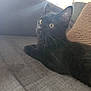 Ricky joined the competition — help win amazing prizes! animal, black_cat, cat, couch, cozy, curious, cute, domestic, fur, furniture, home, indoor, kitten, pet, relaxing, resting, sofa, soft_light, whiskers, yellow_eyes
