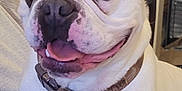 Poppy a rejoint le concours — aidez-le/la à gagner de superbes lots ! animal, bostonbull, boxer, bulldog, canine, dog, face, frenchbulldog, handcuffs, head, person, pet, pitbull, puppy, whitedog