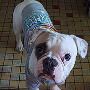 Poppy a rejoint le concours — aidez-le/la à gagner de superbes lots ! animal, bostonbull, boxer, bulldog, canine, dog, fitness, frenchbulldog, person, pet, pitbull, puppy, snout, sport, whitedog, workingout, yoga
