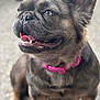 animal, canine, close_up, collar, cute, dog, ears_up, floor, french_bulldog, fur, happy, indoor, muzzle, paw, pet, pink_collar, portrait, sitting, snout, tongue_out
