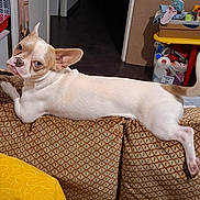 Loky participe au concours pour gagner de l'argent avec cette photo : dog, couch, cat, living_room, pet, furniture, indoor, animal, curious, patterned_couch, yellow_blanket, toy_kitchen, storage_box, relaxed, ears_up, looking_back, domestic, household, pet_care, companion