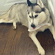 Reign joined the competition — help win amazing prizes! dog, siberian_husky, bandana, indoor, wood_floor, tongue_out, pet, canine, animal, resting, white_door, fur, cute, side_eye, playful, domestic, mammal, portrait, companion, house