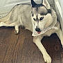 dog, siberian_husky, bandana, indoor, wood_floor, tongue_out, pet, canine, animal, resting, white_door, fur, cute, side_eye, playful, domestic, mammal, portrait, companion, house