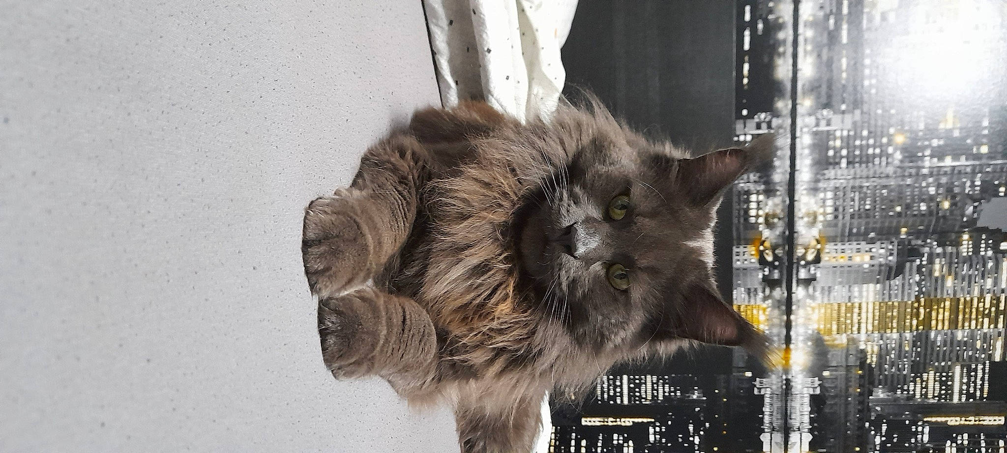 Phantom participe au concours pour gagner de l'argent avec cette photo : carnivore, cat, claw, felidae, font, fur, paw, photo_caption, small_to_medium_sized_cats, snout, tail, terrestrial_animal, whiskers, wildlife, window