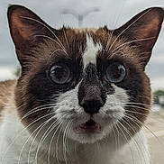 Angie joined the competition — help win amazing prizes! alert, animal, blue_eyes, cat, close_up, curious, ears, expression, face, feline, fur, mammal, muzzle, nature, outdoor, pet, portrait, siamese_cat, whiskers, wildlife