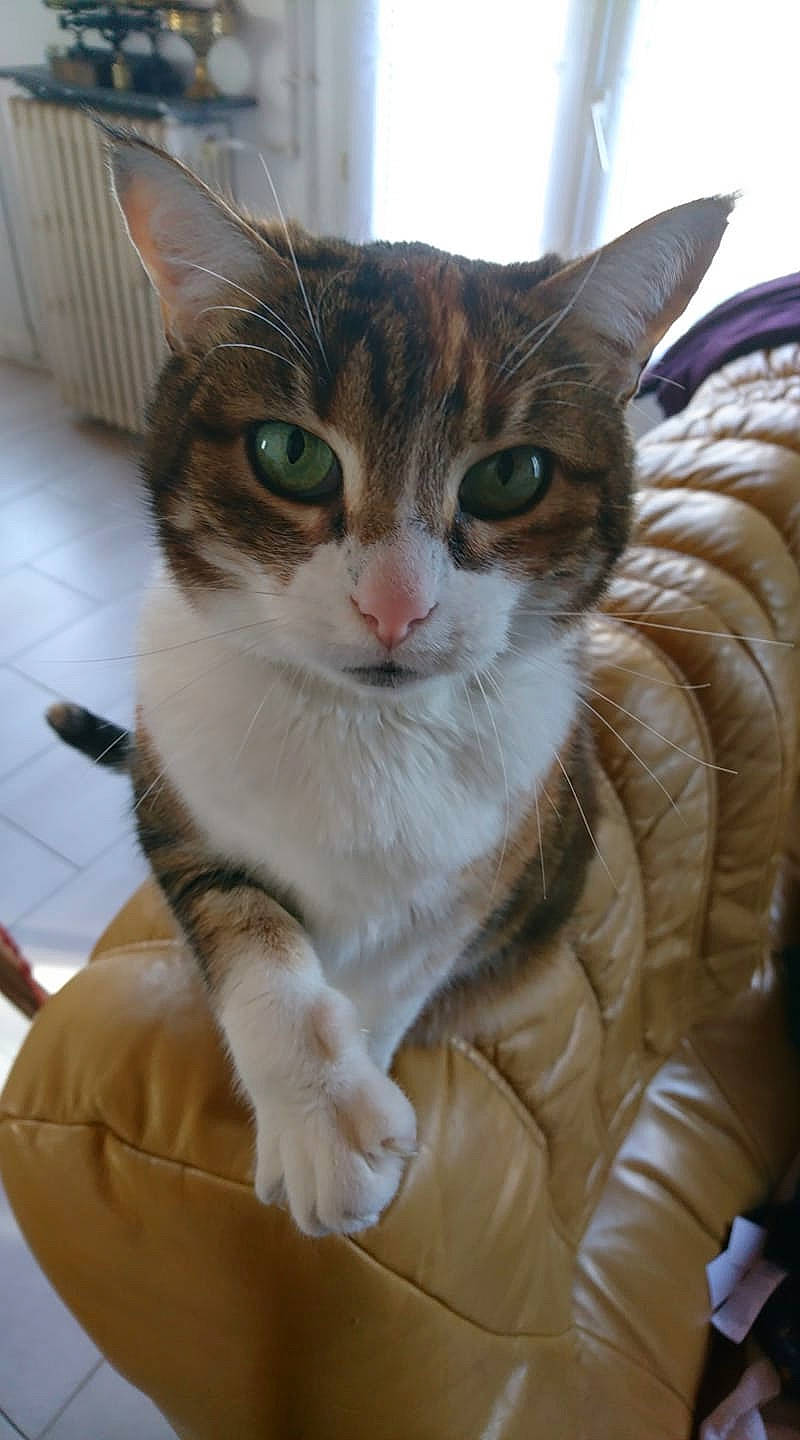 Julie participe au concours pour gagner de l'argent avec cette photo : beige, brown, carnivore, cat, comfort, domestic_short_haired_cat, fawn, felidae, foot, fur, iris, liver, pet_supply, small_to_medium_sized_cats, snout, toe, vertebrate, whiskers