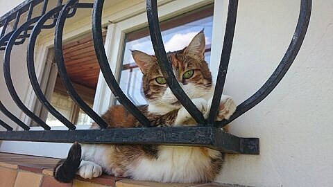 Julie participe au concours pour gagner de l'argent avec cette photo : baluster, carnivore, cat, claw, domestic_short_haired_cat, felidae, flowerpot, fur, handrail, hardwood, metal, paw, pet_supply, small_to_medium_sized_cats, snout, spoke, tail, tree, whiskers, wood