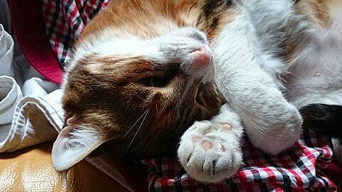 Julie a rejoint le concours — aidez-le/la à gagner de superbes lots ! carnivore, cat, claw, comfort, domestic_short_haired_cat, fawn, felidae, foot, fur, nap, pattern, paw, plaid, sleep, small_to_medium_sized_cats, snout, tail, tartan, whiskers, wood