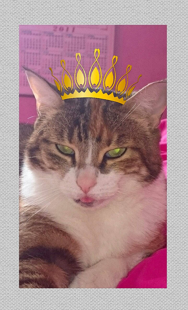 Julie participe au concours pour gagner de l'argent avec cette photo : art, carnivore, cat, creative_arts, domestic_short_haired_cat, drawing, felidae, font, graphics, illustration, magenta, paint, painting, paper_product, photo_caption, plant, rectangle, small_to_medium_sized_cats, visual_arts, whiskers