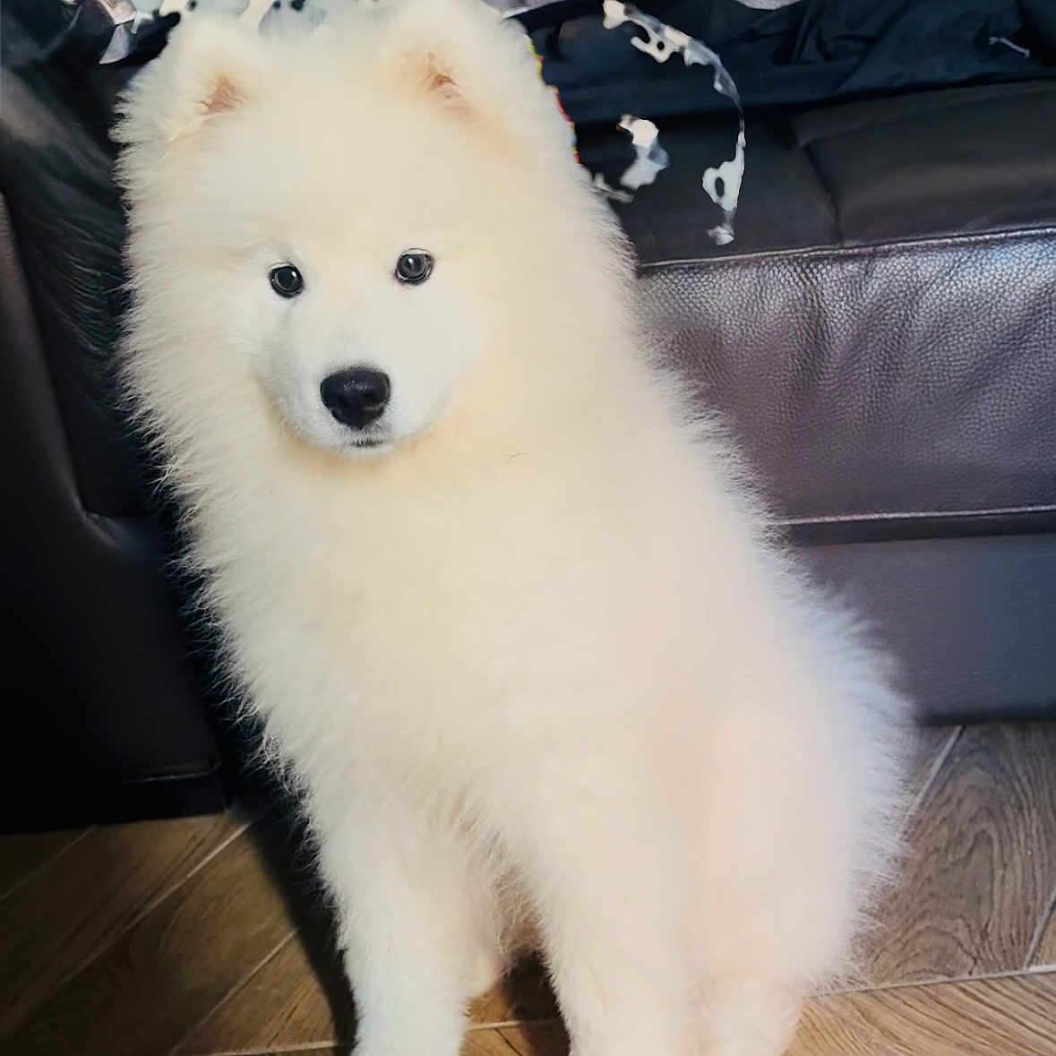 Charlotte a rejoint le concours — aidez-le/la à gagner de superbes lots ! adorable, animal, canine, companion, couch, cute, dog, floor, fluffy, fur, home, indoor, leather, pet, portrait, puppy, samoyed, sitting, white, young