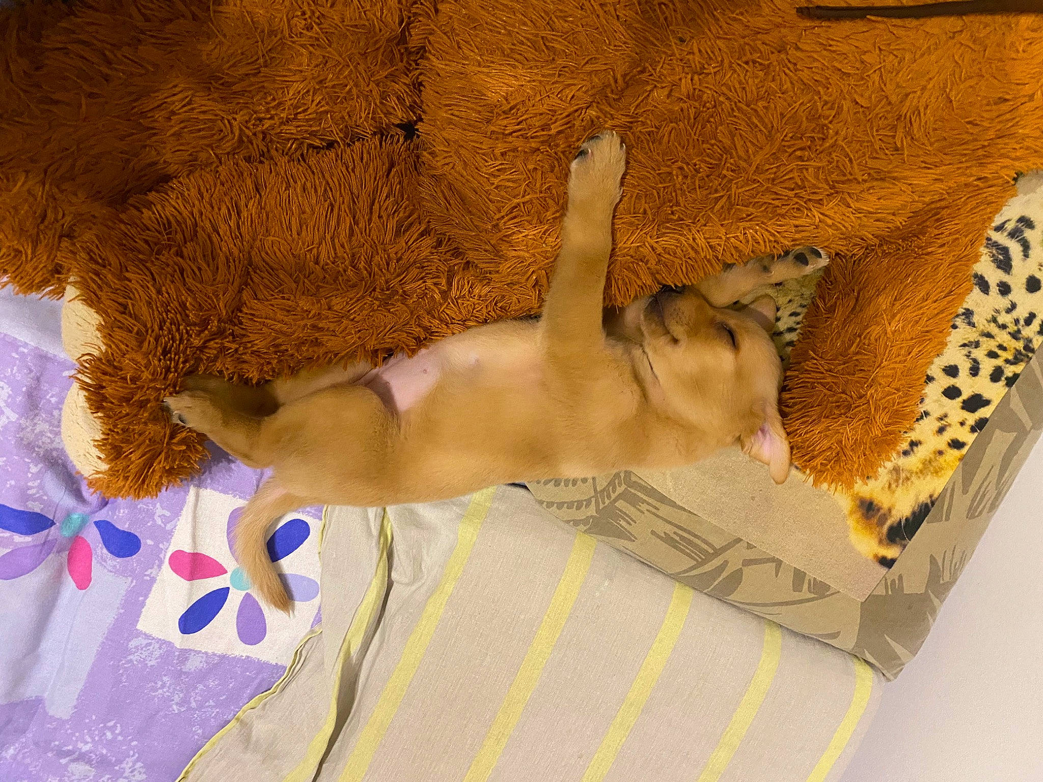 Cara participe au concours pour gagner de l'argent avec cette photo : canidae, carnivore, cat, fawn, felidae, kitten, small_to_medium_sized_cats, tail