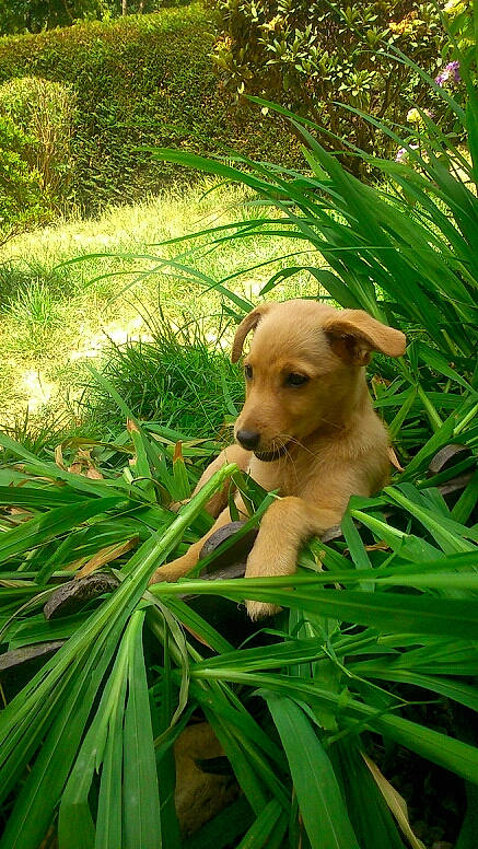 Cara a rejoint le concours — aidez-le/la à gagner de superbes lots ! canidae, carnivore, companion_dog, dog, dog_breed, fawn, golden_retriever, grass, labrador_retriever, leaf, plant, potcake_dog, puppy, rainforest, retriever, sporting_group, tree