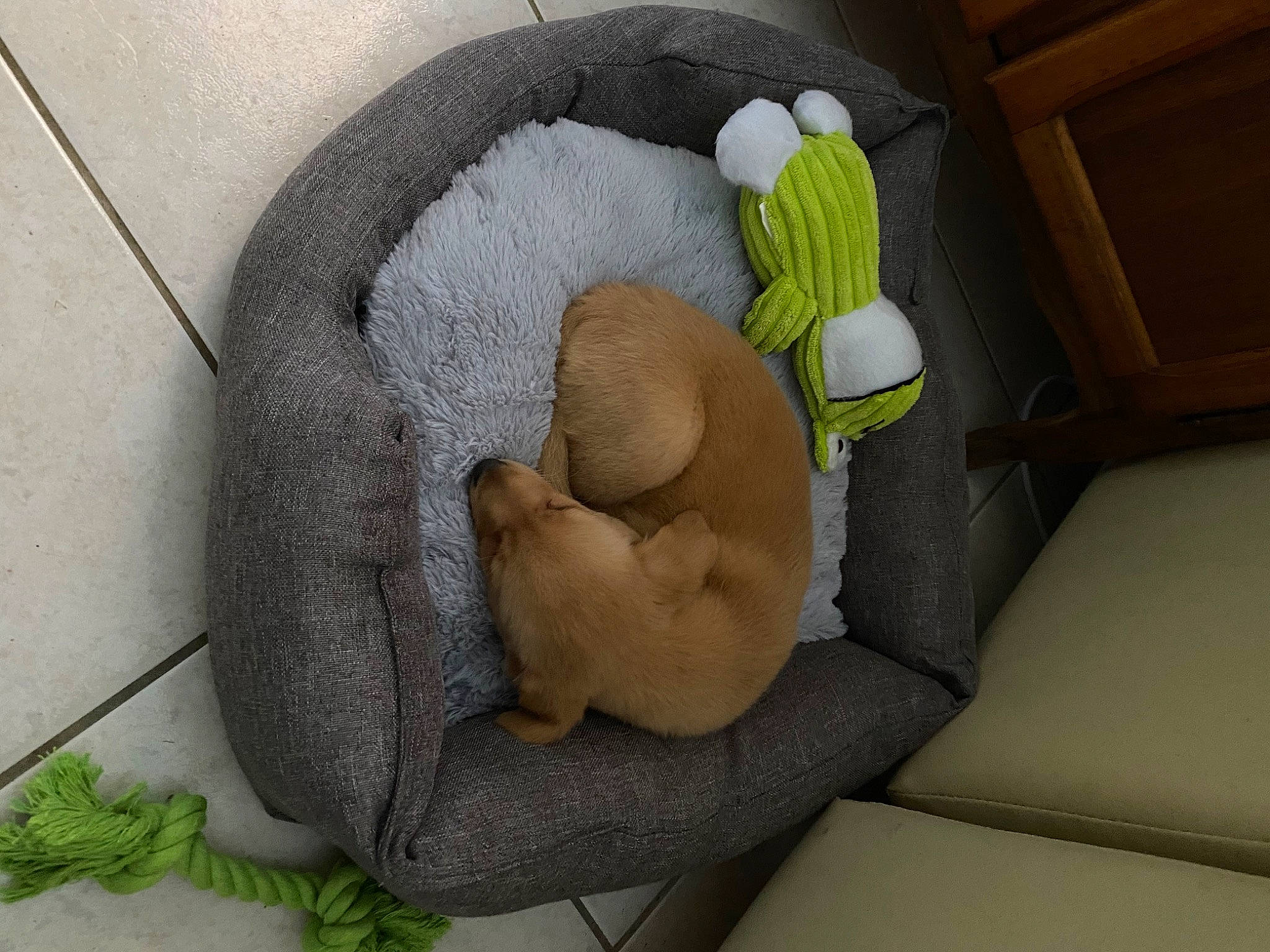 Cara a rejoint le concours — aidez-le/la à gagner de superbes lots ! fawn, nap, wool