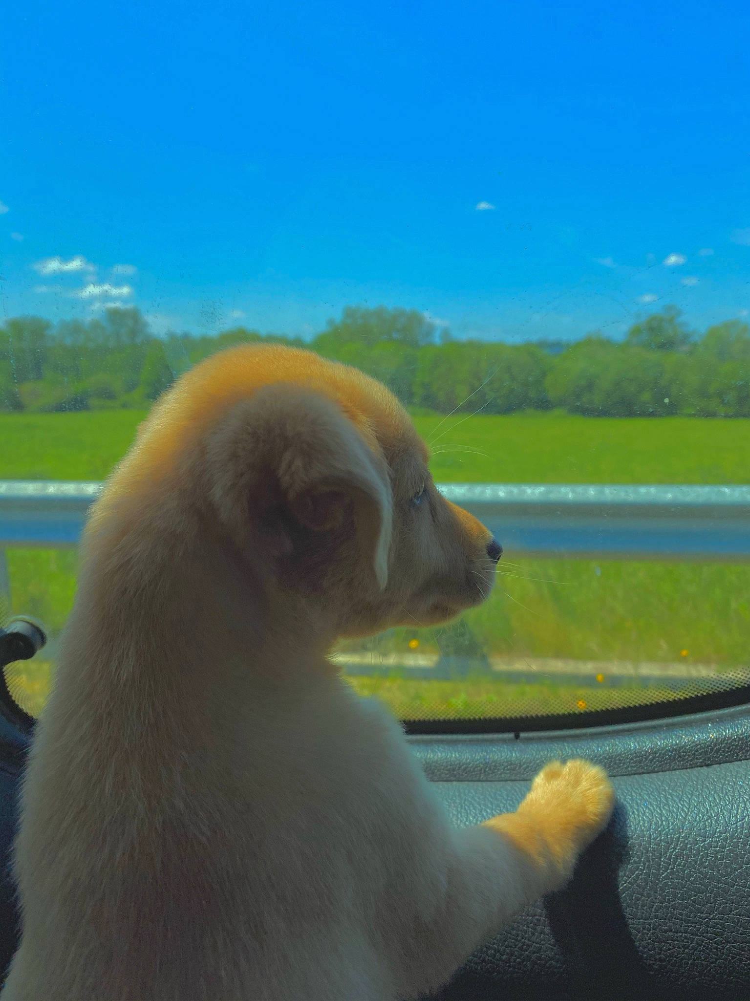 Cara a rejoint le concours — aidez-le/la à gagner de superbes lots ! canidae, dog, dog_breed, fawn, road, sporting_group, yellow