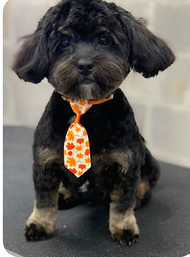 Brodie is registered to the contest to win money with this photo: canidae, carnivore, collar, companion_dog, dog, dog_breed, dog_collar, dog_supply, fashion_accessory, fawn, fur, liver, puppy, sporting_group, tail, terrestrial_animal, toy, toy_dog, water_dog, working_animal