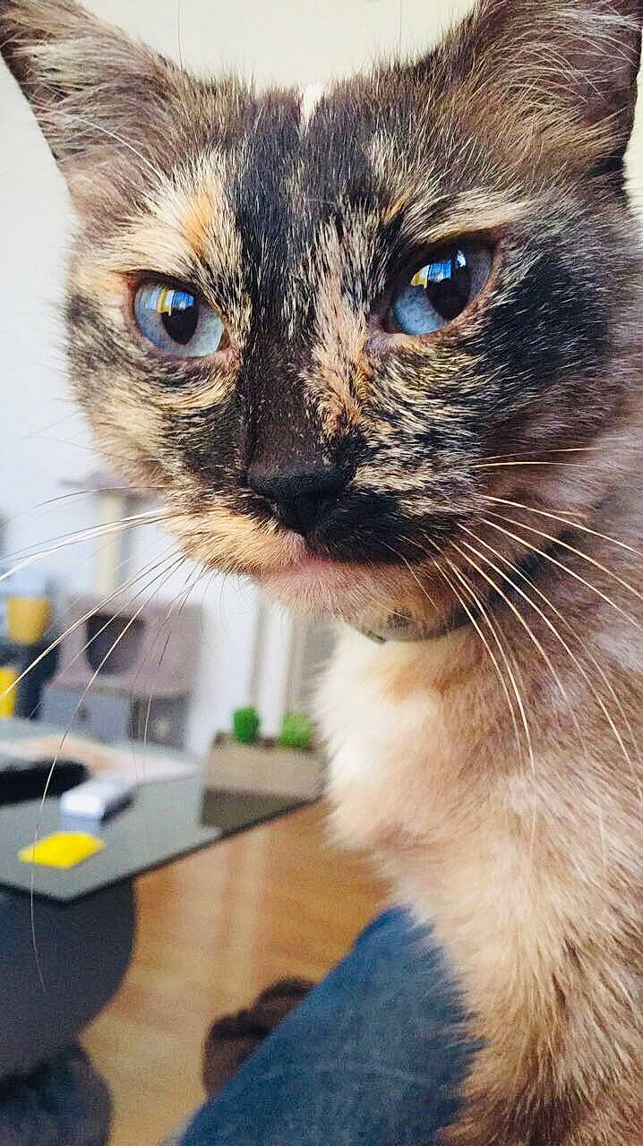 Nessa participe au concours pour gagner de l'argent avec cette photo : asian, carnivore, cat, domestic_short_haired_cat, ear, european_shorthair, eye, felidae, fur, iris, kitten, mammal, ojos_azules, photography, siamese, small_to_medium_sized_cats, snout, thai, tonkinese, whiskers