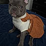 dog, french_bulldog, puppy, bed, clothing, dress, indoor, pet, cute, animal, ears, portrait, sitting, furniture, blue_bedspread, adorable, pet_fashion, small_dog, canine, young_dog