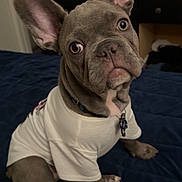 Bugs is registered to the contest to win money with this photo: dog, french_bulldog, pet, white_tshirt, blue_blanket, indoor, curious, ears_up, sitting, collar, animal, cute, domestic_animal, portrait, young_dog, short_hair, snout, paw, bedroom, companion