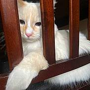 Shiro is registered to the contest to win money with this photo: cat, kitten, white_cat, orange_patches, pet, animal, feline, paw, whiskers, pink_nose, blue_eyes, sleepy, lying_down, wooden_bars, cage, indoor, close_up, fur, cute, portrait