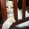 cat, kitten, white_cat, orange_patches, pet, animal, feline, paw, whiskers, pink_nose, blue_eyes, sleepy, lying_down, wooden_bars, cage, indoor, close_up, fur, cute, portrait