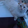 Shiro is registered to the contest to win money with this photo: cat, white_cat, fluffy, long_hair, pet, animal, feline, blue_eyes, large_eyes, lying_down, desk, indoor, home, office, stationery, pens, clutter, portrait, close_up, cute