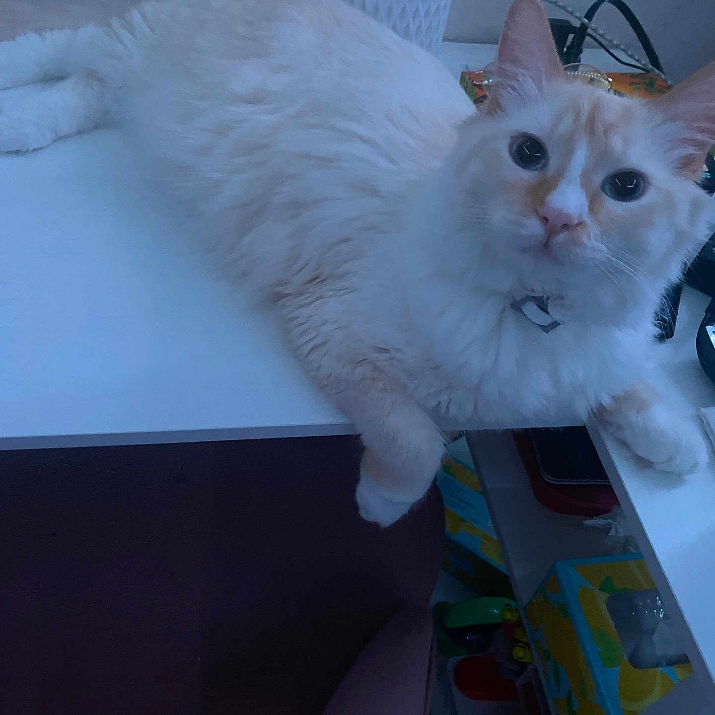 Shiro is registered to the contest to win money with this photo: cat, white_cat, fluffy, long_hair, pet, animal, feline, blue_eyes, large_eyes, lying_down, desk, indoor, home, office, stationery, pens, clutter, portrait, close_up, cute