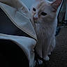 cat, kitten, fluffy, white_cat, cream_color, long_hair, animal, pet, feline, large_ears, blue_eyes, curious, sitting, indoor, home, office_chair, carpet, furniture, low_light, portrait