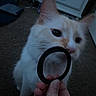 cat, kitten, orange_white, pet, animal, feline, whiskers, pink_nose, blue_eyes, hair_tie, ring, hand, indoor, carpet, furniture, curious, close_up, portrait, playful, dim_lighting