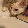 Shiro is registered to the contest to win money with this photo: cat, kitten, white_fur, fluffy, animal, pet, closeup, portrait, face, eyes, ears, whiskers, pink_nose, curious, indoors, laundry_basket, books, shelf, warm_lighting, cute