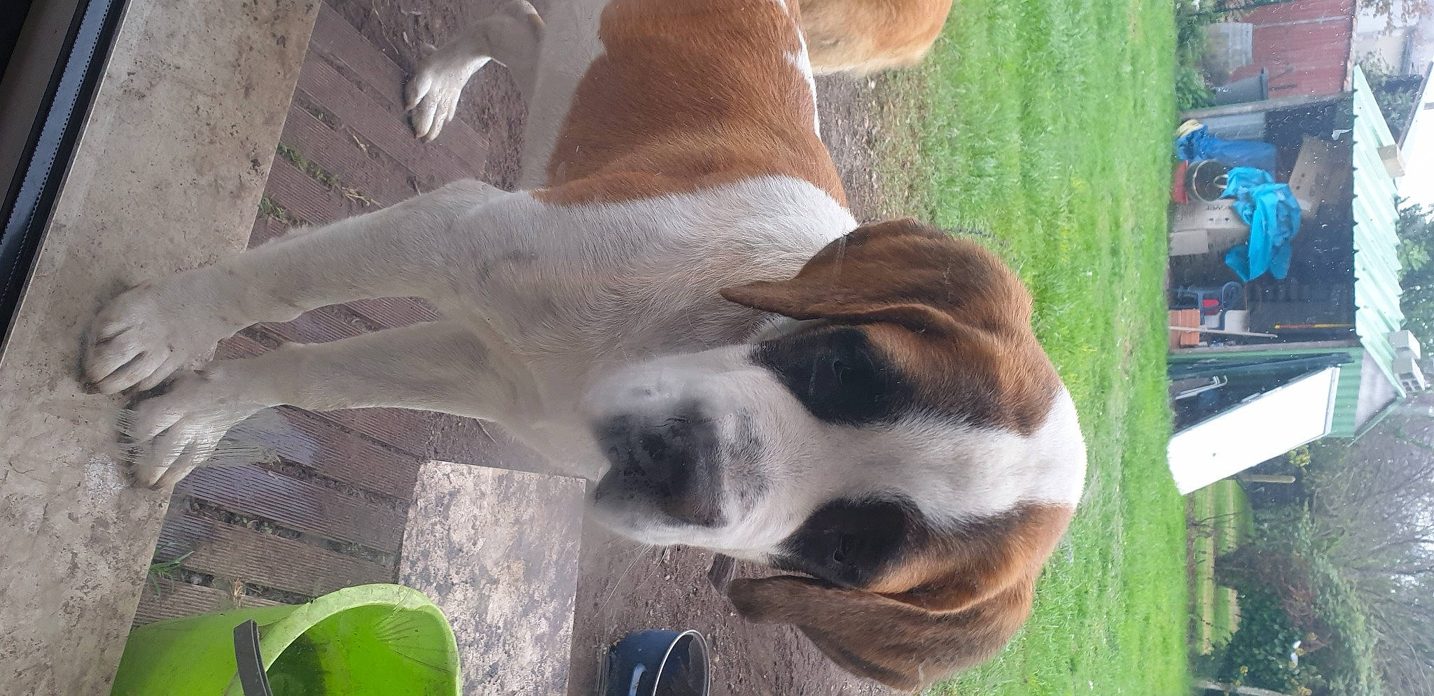 Fara participe au concours pour gagner de l'argent avec cette photo : canidae, carnivore, companion_dog, dog, dog_breed, fawn, foot, fur, grass, human_leg, paw, plant, snout, sporting_group, tail, terrestrial_animal, whiskers, window, working_animal