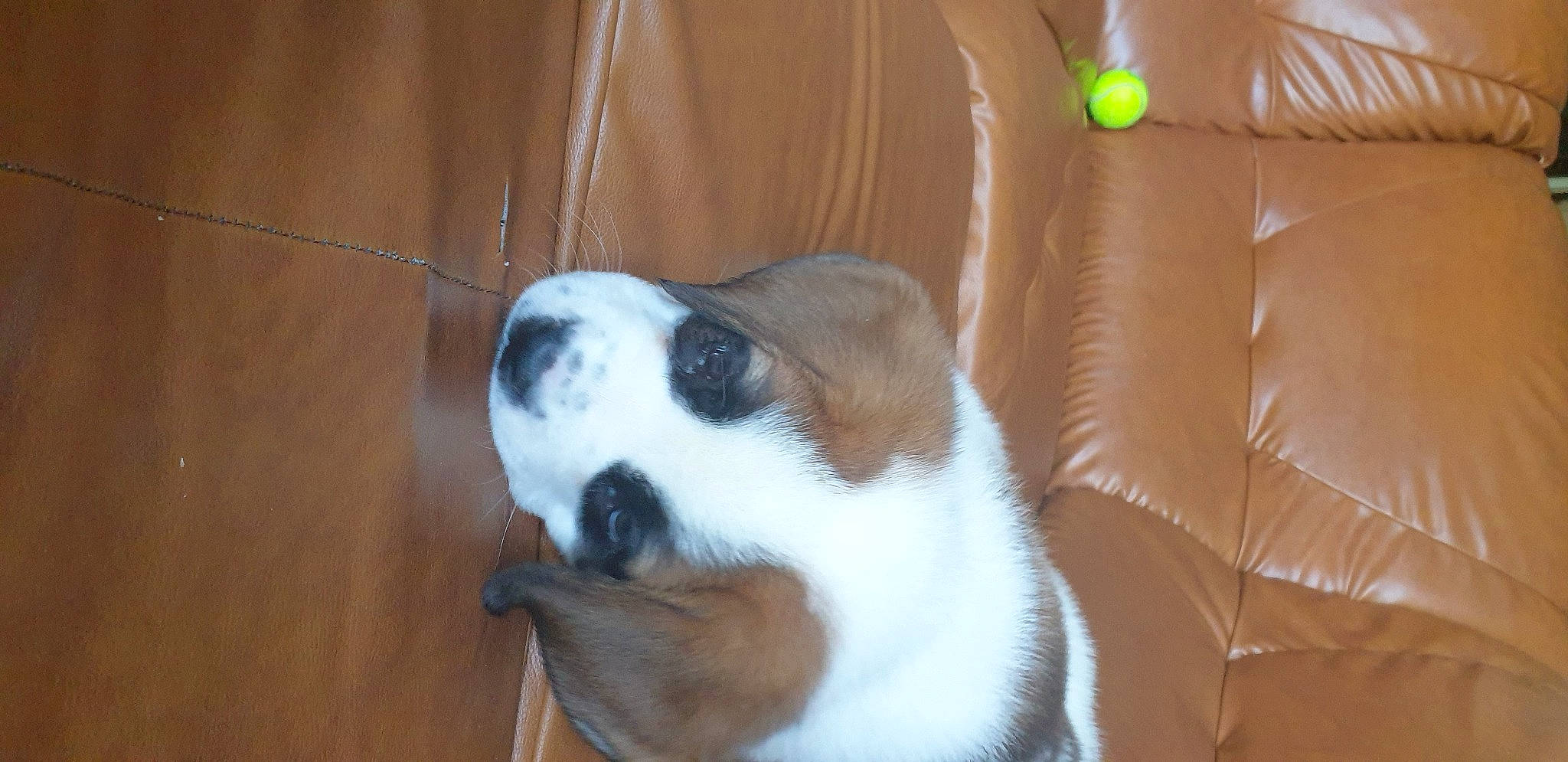 Fara a rejoint le concours — aidez-le/la à gagner de superbes lots ! canidae, carnivore, collar, comfort, companion_dog, couch, dog, dog_breed, fawn, fur, hardwood, non_sporting_group, puppy, snout, sporting_group, tail, terrestrial_animal, whiskers, wood, working_animal