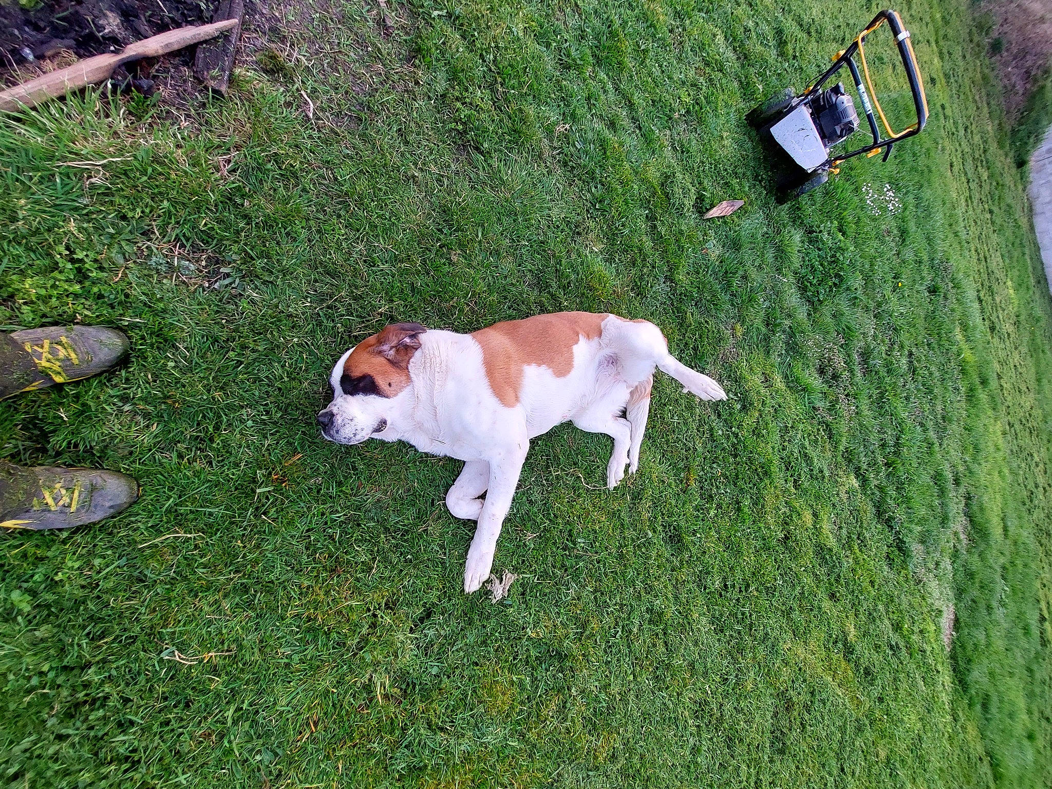 Fara participe au concours pour gagner de l'argent avec cette photo : canidae, carnivore, companion_dog, dog, dog_breed, dog_clothes, dog_supply, fawn, grass, grassland, groundcover, lawn, pasture, plant, sporting_group, tail, toy_dog, tree, working_animal, yard