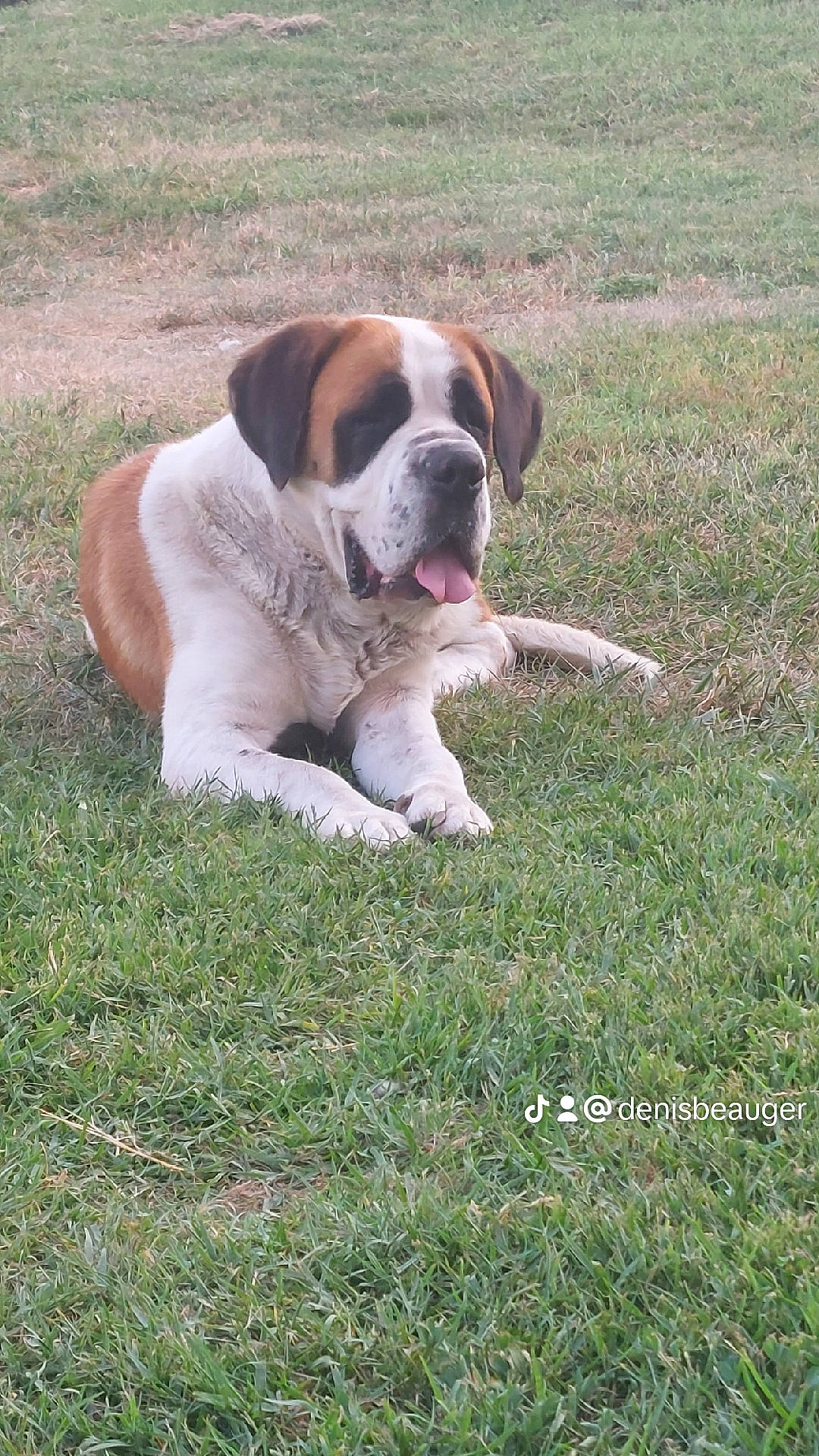Fara participe au concours pour gagner de l'argent avec cette photo : bored, boxer, canidae, carnivore, companion_dog, dog, dog_breed, fawn, grass, liver, molosser, paw, plant, snout, sporting_group, tail, terrestrial_animal, working_animal, working_dog, wrinkle