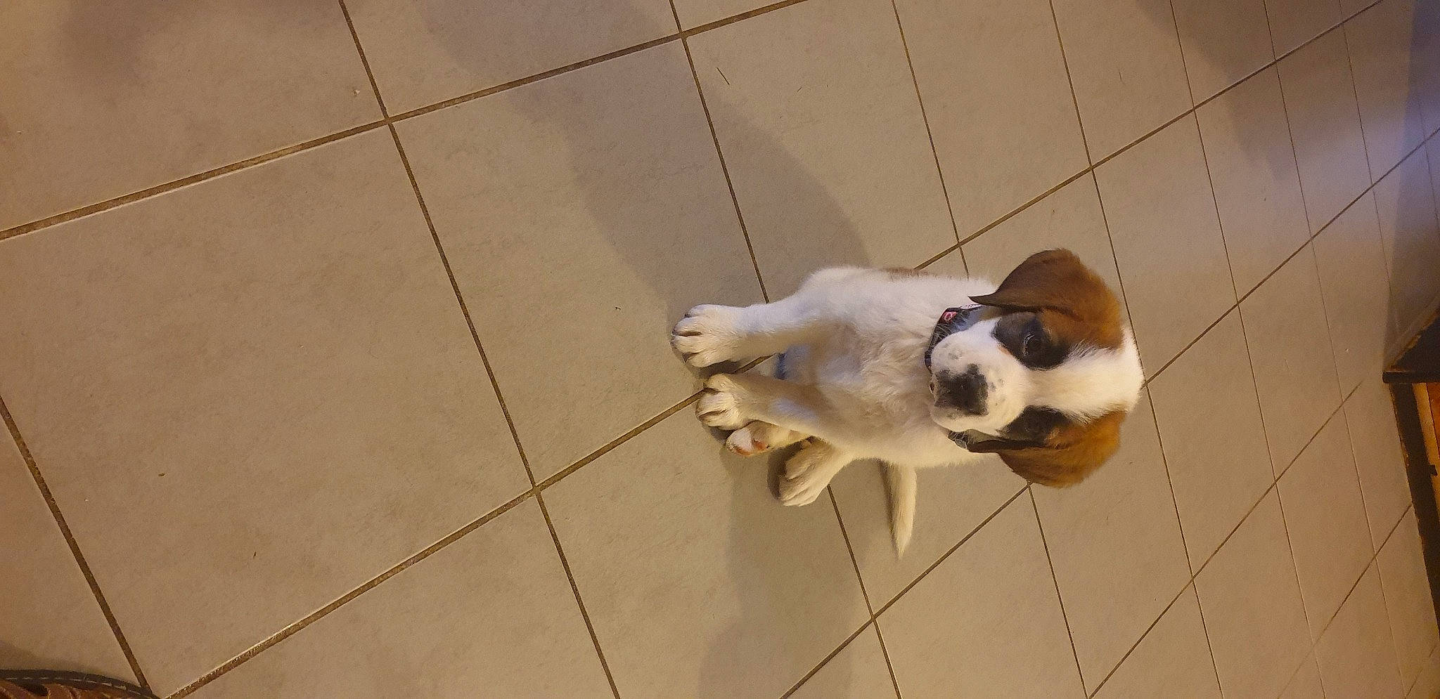 Fara participe au concours pour gagner de l'argent avec cette photo : carnivore, companion_dog, dog, dog_breed, fawn, felidae, floor, flooring, fur, hardwood, non_sporting_group, paw, pet_supply, small_to_medium_sized_cats, tail, tile, tile_flooring, wood, wood_flooring, working_animal