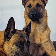 Narcos Vegeta a rejoint le concours — aidez-le/la à gagner de superbes lots ! alert, belgian_malinois, black_mask, calm, canine, close_up, companion_animals, dog, dogs, german_shepherd_type, indoor, large_dog, lying_down, pet, photography, pointed_ears, portrait, short_hair, sitting, tan_coat