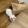 Fripouille participe au concours pour gagner de l'argent avec cette photo : animal, brown_markings, brown_paper, cat, crumpled_bag, curious, domestic_cat, feline, floor, hiding, home, indoor, paper_bag, pet, playing, quiet, stairs, white_cat, wood_floor, wooden_stairs