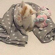 Fripouille participe au concours pour gagner de l'argent avec cette photo : animal, blanket, cat, cozy, cute, feline, fur, indoor, kitten, orange_and_white, paw, pet, polka_dot, resting, sleepy, small, soft, stuffed_animal, toy, young_animal