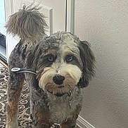 Cosmo Allen joined the competition — help win amazing prizes! animal, boy, brush, canine, child, cockerspaniel, cutlery, device, dog, door, indoors, male, person, pet, poodle, puppy, spoon, terrier, tool, toothbrush