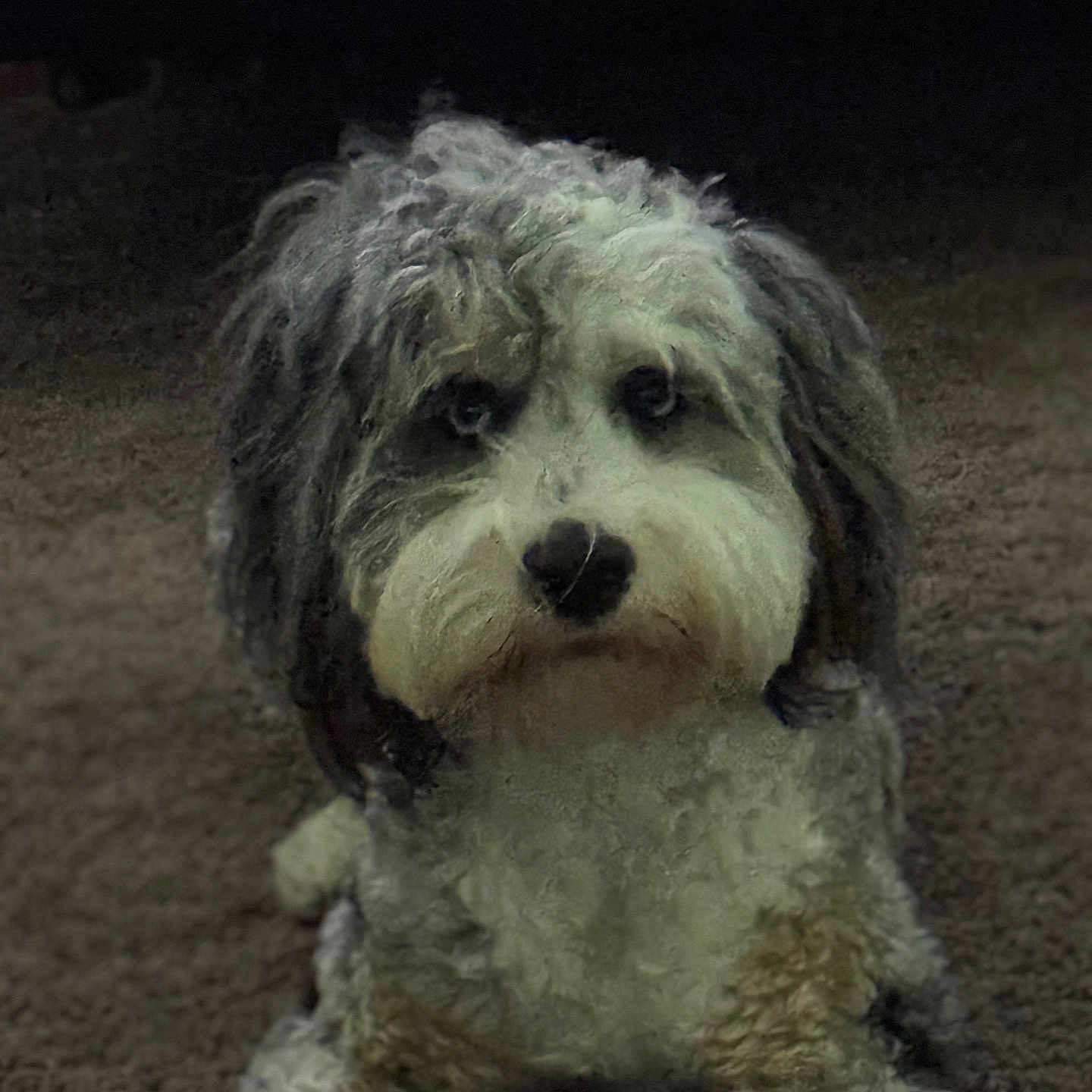 Cosmo joined the competition — help win amazing prizes! animal, black, brown, carpet, companion, cozy, curly_fur, cute, dog, domestic_animal, friendly, furry, indoor, laying_down, looking_at_camera, mammal, pet, portrait, soft_texture, white