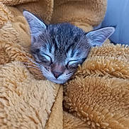 Asko participe au concours pour gagner de l'argent avec cette photo : animal, blanket, cat, closeup, comfort, cozy, cute, ears, face, fur, indoor, kitten, nap, pet, relaxation, sleeping, soft, tabby, whiskers, young