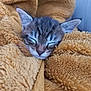 animal, blanket, cat, closeup, comfort, cozy, cute, ears, face, fur, indoor, kitten, nap, pet, relaxation, sleeping, soft, tabby, whiskers, young